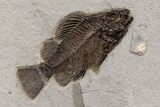 Natural, Fossil Fish Mural From Bottom Cap Layer - Wyoming #307797-3